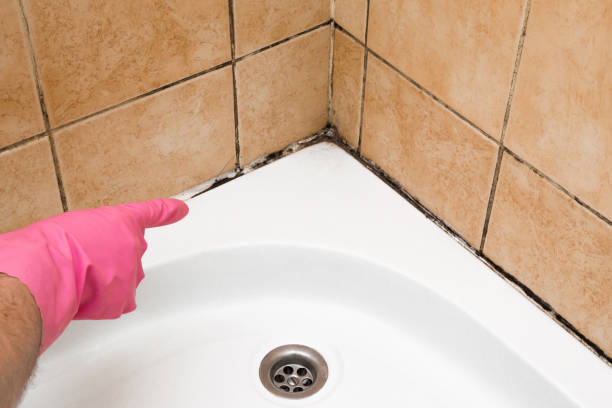 Best Crawl Space Mold Removal  in Freeland, PA
